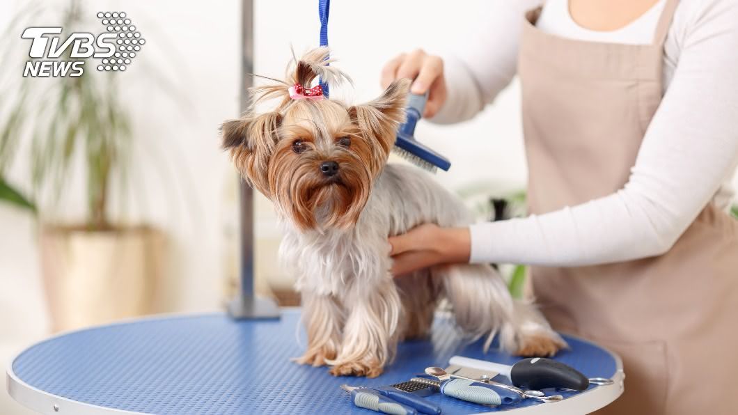 New pet grooming rules aim to protect owners and pets (Shutterstock) New pet grooming rules aim to protect owners and pets