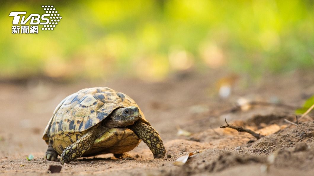 Taipei rescues 130 turtles, celebrates World Turtle Day (Shutterstock) Taipei rescues 130 turtles, celebrates World Turtle Day