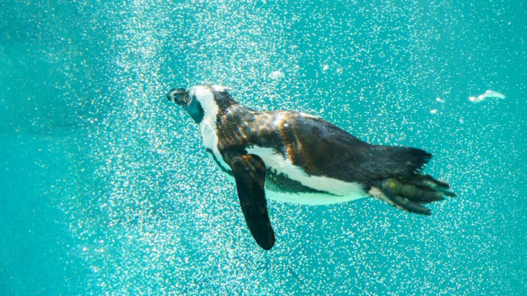 Taipei and Shanghai zoos to exchange penguins, red pandas (Taipei Zoo) Taipei and Shanghai zoos to exchange penguins, red pandas