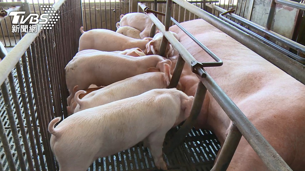 Taiwan aims to boost pork exports after swine fever win (TVBS News) Taiwan aims to boost pork exports after swine fever win