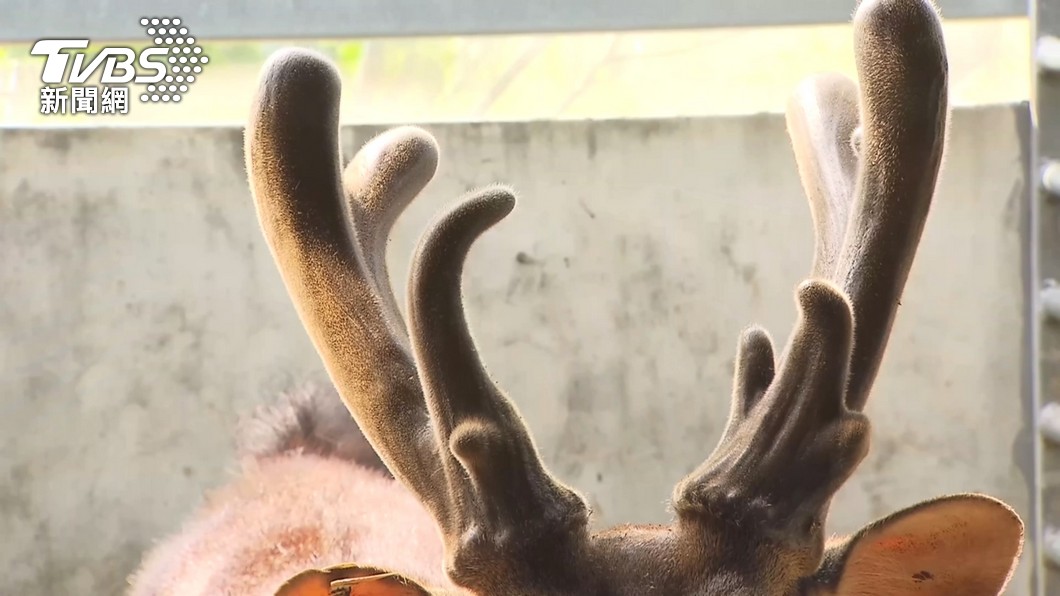 Tainan sees boom in deer velvet products amid health trend (TVBS News) Tainan sees boom in deer velvet products amid health trend