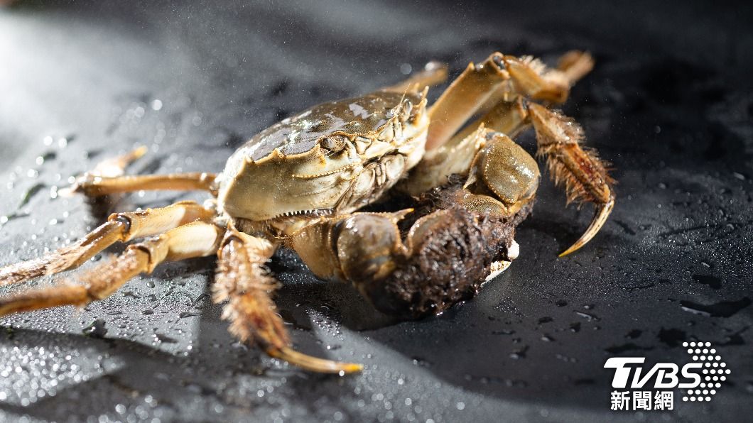 Taiwan’s new eco-corridor slashes land crab roadkill by 81% (Illustration purpose only. Shutterstock Taiwan’s new eco-corridor slashes land crab roadkill by 81%