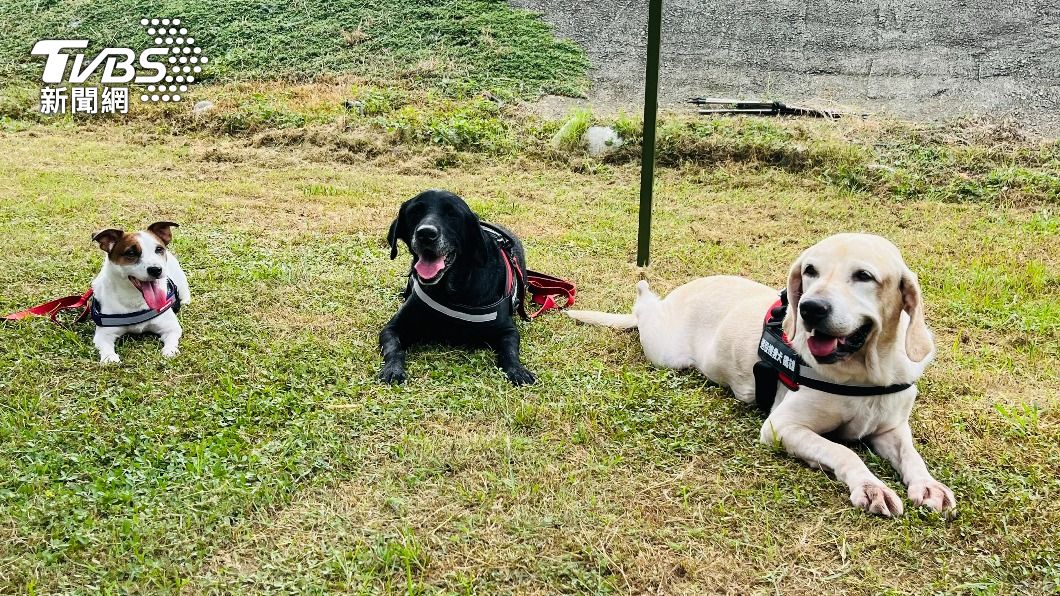 Search and rescue dogs retire from Taichung Fire Bureau (TVBS News) Search and rescue dogs retire from Taichung Fire Bureau