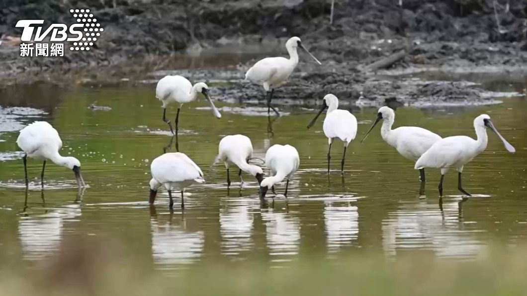 Taiwan sees eighth year of rising spoonbill numbers (TVBS News) Taiwan sees eighth year of rising spoonbill numbers