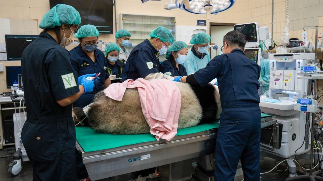 Giant panda Yuan Zai passes health check with flying colors (Courtesy of Taipei Zoo) Giant panda Yuan Zai passes health check with flying colors