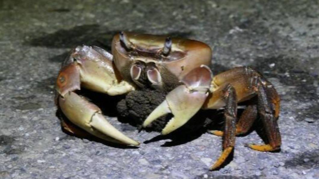 Cardisoma carnifex (Courtesy of Parks Office of the Public Works Bureau, Kaohsiung) Kaohsiung urges traffic cooperation for crab migration