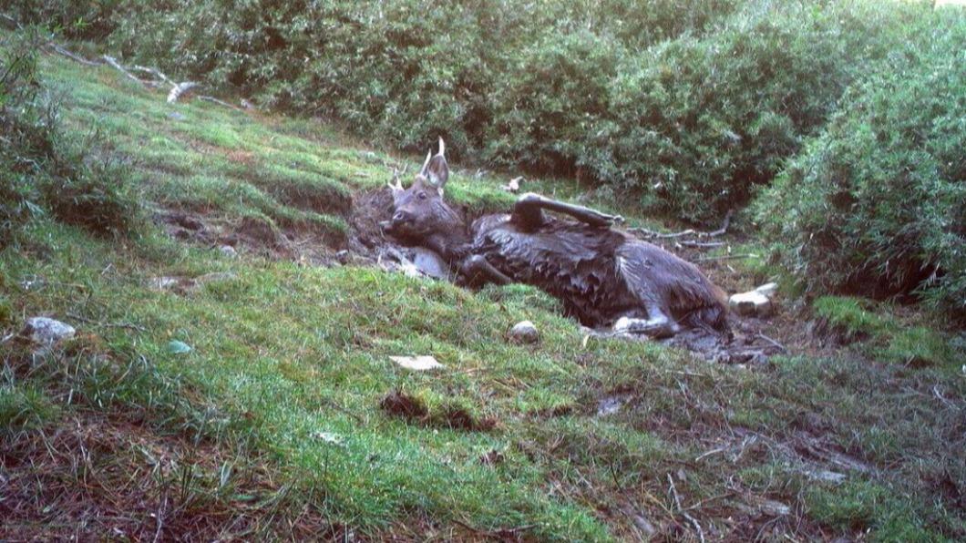 Taiwan’s wildlife caught on camera (Courtesy of FANCA Chiayi Branch) Taiwan’s elusive fauna caught on camera in stunning footage