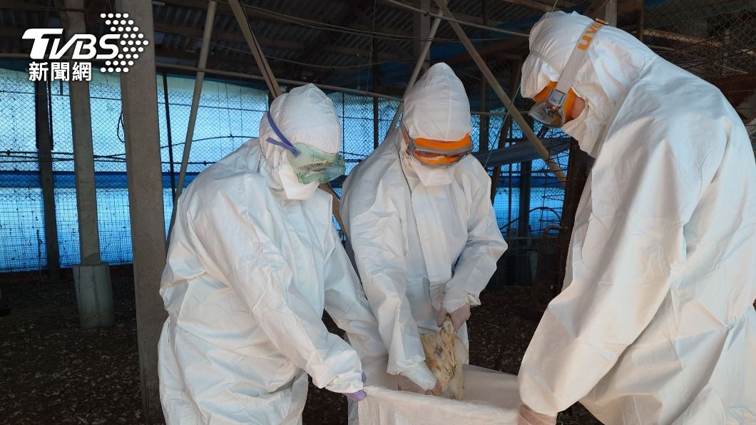 Avian flu prompts biosecurity push (Picture for illustration purposes only/ TVBS News) Yunlin County steps up bird flu fight amid outbreaks