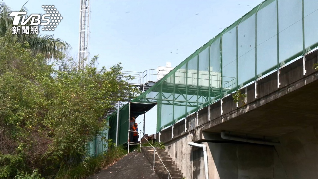 Taiwan protects purple crow butterflies with freeway closure (TVBS News) Taiwan protects purple crow butterflies with freeway closure