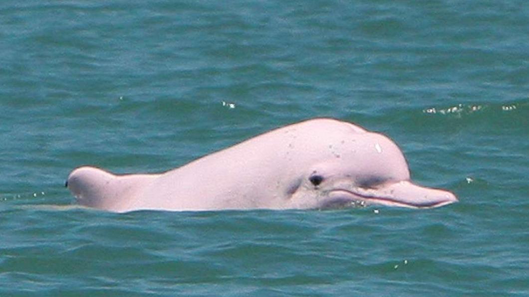 Mazu Pilgrimage shines light on endangered dolphins (Courtesy of Matsu Fish Conservation Union) Mazu Pilgrimage shines light on endangered dolphins