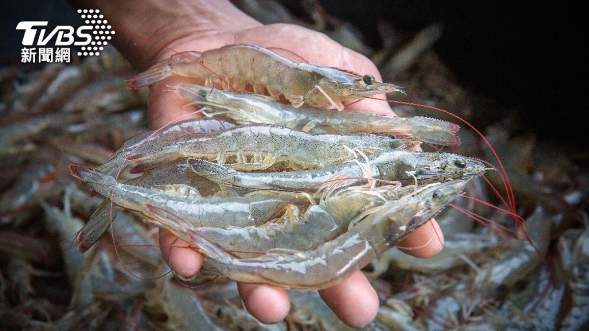 Diplomatic break with Taiwan hits Honduras shrimp trade (Shutterstock) Diplomatic break with Taiwan hits Honduras shrimp trade