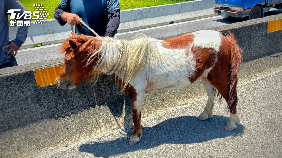 Miniature horse causes stir on Taiwan expressway (TVBS News) Miniature horse causes stir on Taiwan expressway