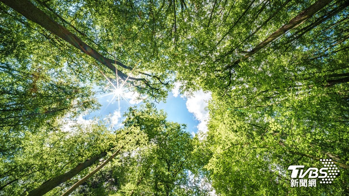 Agriculture ministry unveils forest, bamboo initiatives (Shutterstock) Agriculture ministry unveils forest, bamboo initiatives