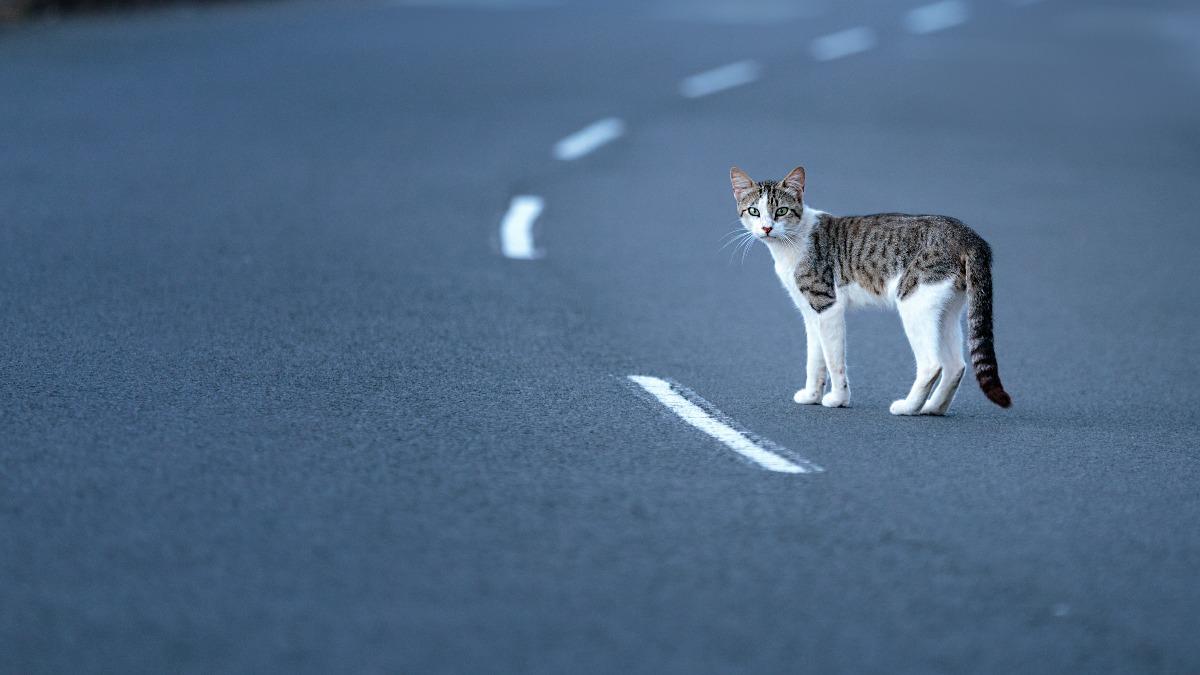 Yilan County fines driver for first animal roadkill case (Shutterstock) Yilan County fines driver for first animal roadkill case