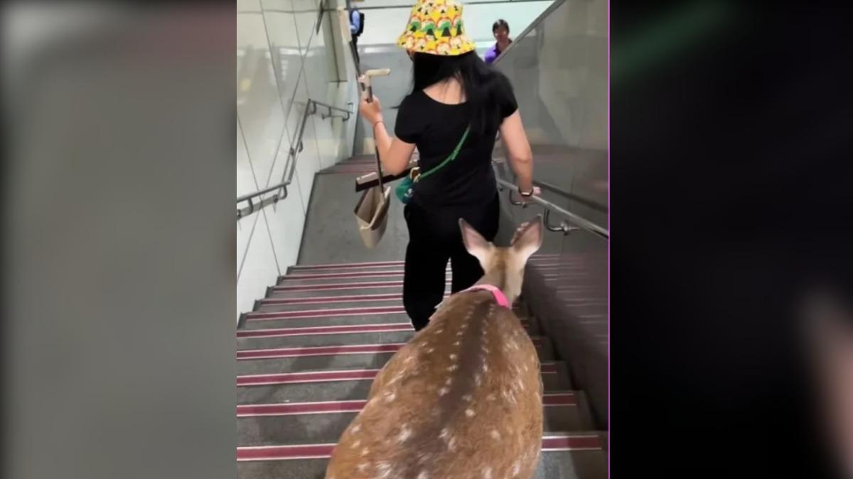 Deer spotted in Taipei MRT station captivates commuters (Courtesy of Threads@deershelties) Deer spotted in Taipei MRT station captivates commuters