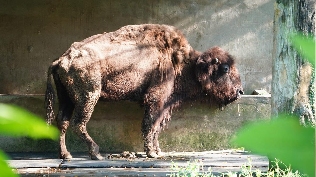 Taipei Zoo’s last American bison dies (Courtesy of Taipei Zoo) Taipei Zoo mourns the loss of its last American bison