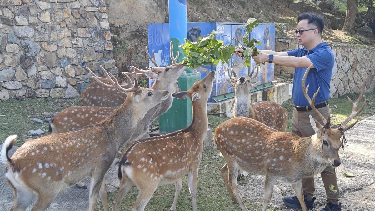 SEF head proposes peace gesture with sika deer gift (Courtesy of the SEF) SEF head proposes peace gesture with sika deer gift