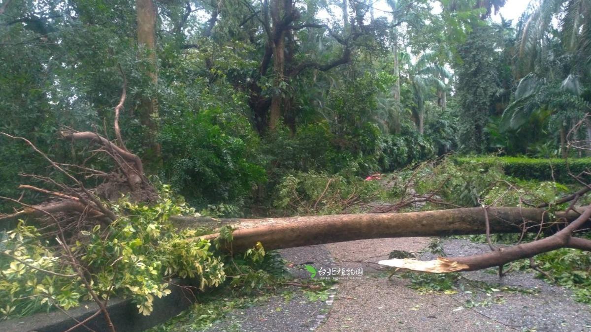 Typhoon damage shuts garden for weekend (Courtesy of Taipei Botanical Garden’s FB) Taipei Botanical Garden extends closure after typhoon