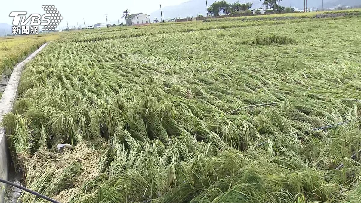 Typhoon causes agriculture losses top NT$1.2 billion (TVBS News) Typhoon results in NT$1.2 billion crop losses