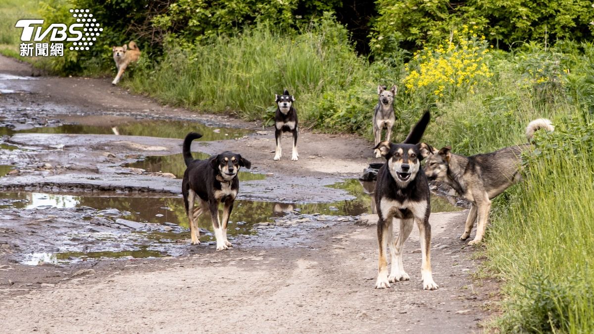 76% of stray dogs sterilized in New Taipei effort (Shutterstock) 76% of stray dogs sterilized in New Taipei effort