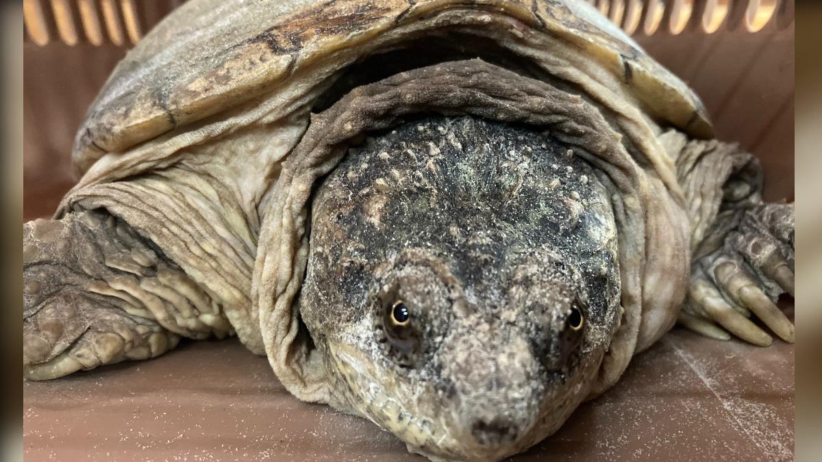 Snapping turtle awaits new home (Miaoli Animal Care and Health Office) Adoption set for snapping turtle if unclaimed