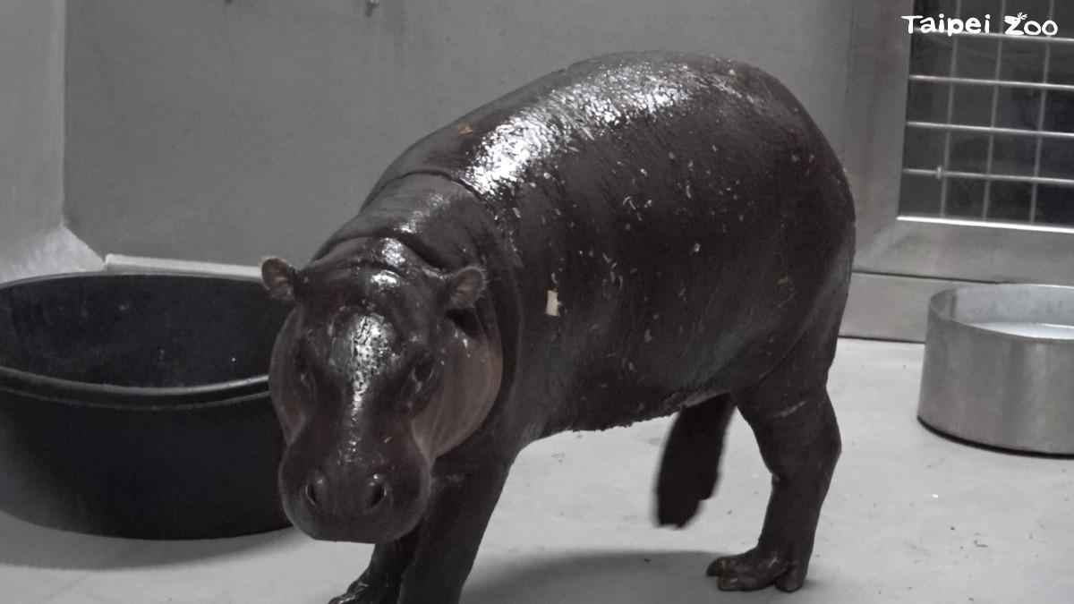 Taipei Zoo welcomes Thabo, a new pygmy hippo arrival (Taipei Zoo) Taipei Zoo welcomes Thabo, a new pygmy hippo arrival