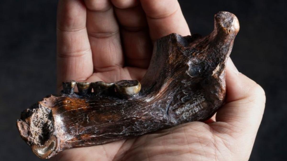 Denisovan jawbone found near Taiwan (Courtesy of the NMNS) Denisovan jawbone found near Taiwan, study confirms