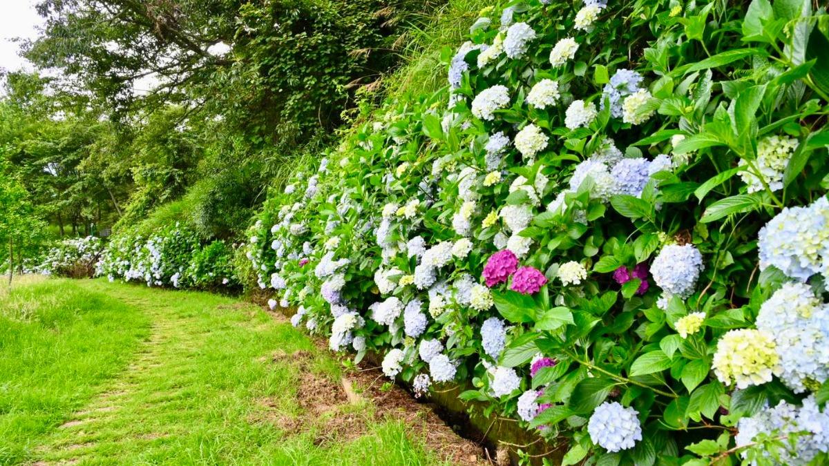 WHydrangea blooms transform Taiwan mountain destinationuling Farm’s hydrangeas in full bloom (Courte Mountain hydrangeas create social media sensation in Taiwan